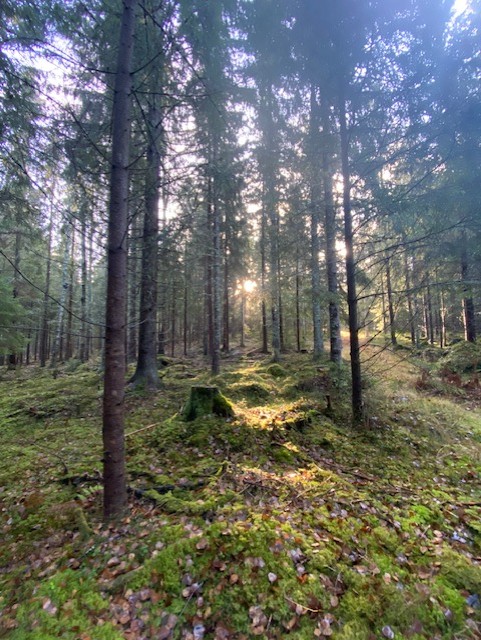 Värmländsk skog där råvaran till våra tändpåsar växer